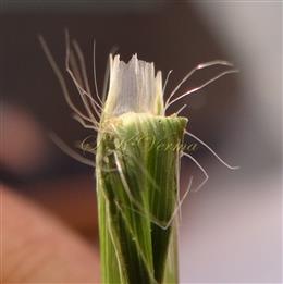  Ligule